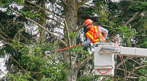 worker trimming trees