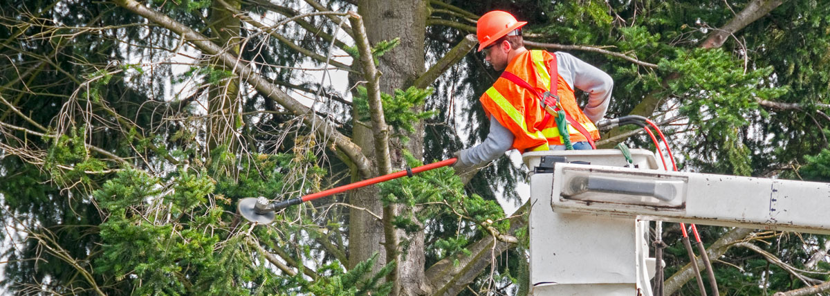 worker trimming trees
